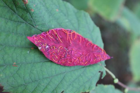 Organic Embroidery by Lina Khalil — embroidered leaf and thread work, image 3 of 17.